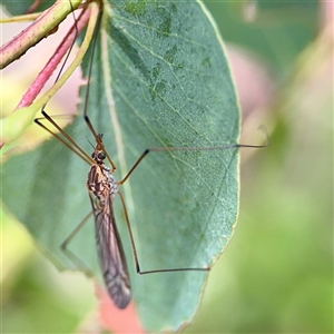 Limoniidae (family) at Goulburn, NSW - 19 Jan 2025 02:30 PM