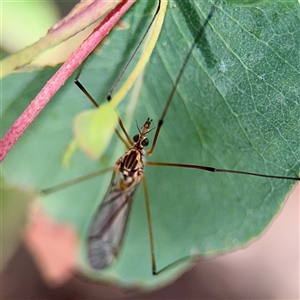 Limoniidae (family) at Goulburn, NSW - 19 Jan 2025 02:30 PM