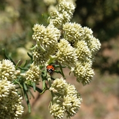 Cassinia aculeata subsp. aculeata (Dolly Bush, Common Cassinia, Dogwood) at Gundary, NSW - 6 Nov 2024 by RobG1