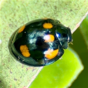 Paropsisterna octosignata (Eucalyptus leaf beetle) at Goulburn, NSW by Hejor1