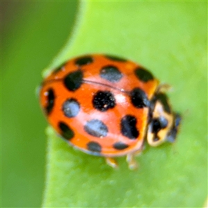 Harmonia conformis (Common Spotted Ladybird) at Goulburn, NSW by Hejor1