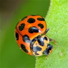 Harmonia conformis at Goulburn, NSW - 19 Jan 2025