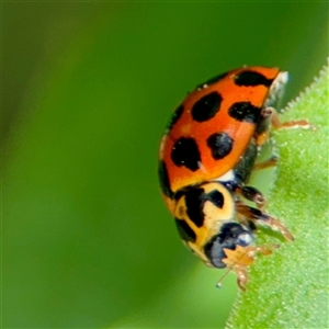 Harmonia conformis at Goulburn, NSW - 19 Jan 2025