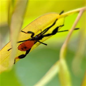 Amorbus sp. (genus) (Eucalyptus Tip bug) at Goulburn, NSW by Hejor1