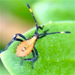 Amorbus sp. (genus) at Goulburn, NSW - 19 Jan 2025 02:32 PM