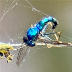 Dolichopodidae (family) (Unidentified Long-legged fly) at Goulburn, NSW by Hejor1