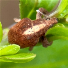 Gonipterus scutellatus (Eucalyptus snout beetle, gum tree weevil) at Goulburn, NSW - 19 Jan 2025 by Hejor1