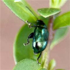 Arsipoda sp. (genus) (A flea beetle) at Goulburn, NSW - 19 Jan 2025 by Hejor1