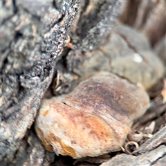 zz Polypore (shelf/hoof-like) at Goulburn, NSW - 19 Jan 2025 by Hejor1