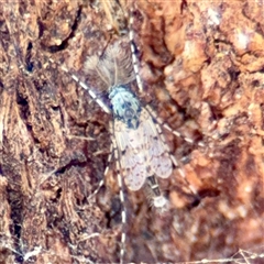 Chaoboridae (family) (A phantom midge) at Goulburn, NSW - 19 Jan 2025 by Hejor1