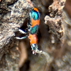 Dicranolaius bellulus (Red and Blue Pollen Beetle) at Goulburn, NSW - 19 Jan 2025 by Hejor1
