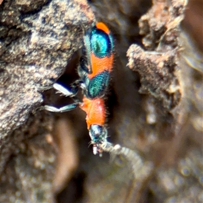 Dicranolaius sp. (Flower beetle) at Goulburn, NSW - 19 Jan 2025 by Hejor1