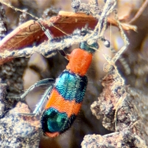 Dicranolaius sp. at Goulburn, NSW - 19 Jan 2025 02:39 PM