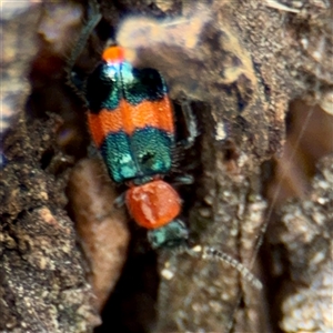 Dicranolaius sp. at Goulburn, NSW - 19 Jan 2025 02:39 PM