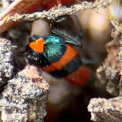Dicranolaius bellulus at Goulburn, NSW - 19 Jan 2025 02:39 PM