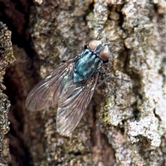 Musca sp. (genus) at Goulburn, NSW - 19 Jan 2025 by Hejor1