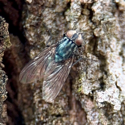 Musca sp. (genus) at Goulburn, NSW - 19 Jan 2025 by Hejor1