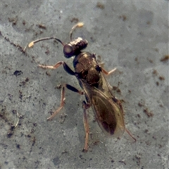 Chalcidoidea (superfamily) (A gall wasp or Chalcid wasp) at Goulburn, NSW - 19 Jan 2025 by Hejor1