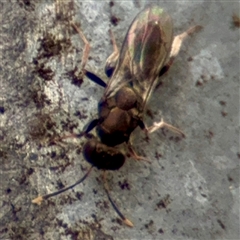 Chalcidoidea (superfamily) at Goulburn, NSW - 19 Jan 2025