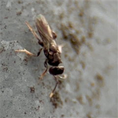 Chalcidoidea (superfamily) at Goulburn, NSW - 19 Jan 2025