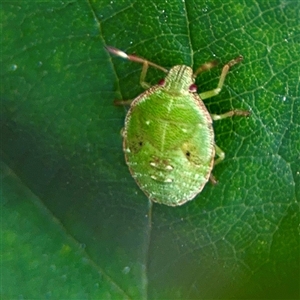 Cuspicona simplex (Green potato bug) at Goulburn, NSW by Hejor1