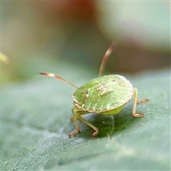 Cuspicona simplex at Goulburn, NSW - 19 Jan 2025 02:47 PM