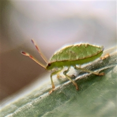 Cuspicona simplex at Goulburn, NSW - 19 Jan 2025 02:47 PM