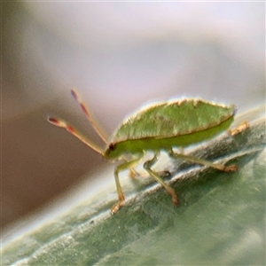 Cuspicona simplex at Goulburn, NSW - 19 Jan 2025 02:47 PM