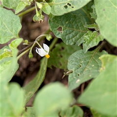 Solanum nigrum (Black Nightshade) at Goulburn, NSW - 19 Jan 2025 by Hejor1