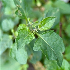 Solanum nigrum at Goulburn, NSW - 19 Jan 2025 02:52 PM