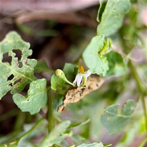 Solanum nigrum at Goulburn, NSW - 19 Jan 2025 02:52 PM