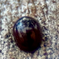 Phalacridae (family) at Goulburn, NSW - 19 Jan 2025 02:54 PM
