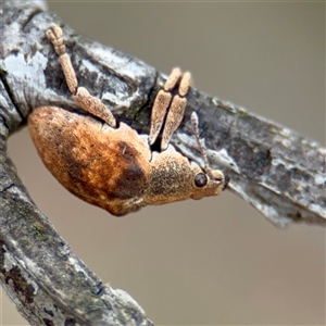 Gonipterus sp. (genus) (Eucalyptus Weevil) at Goulburn, NSW by Hejor1