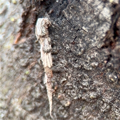 Conoeca or Lepidoscia (genera) IMMATURE at Goulburn, NSW - 19 Jan 2025 by Hejor1