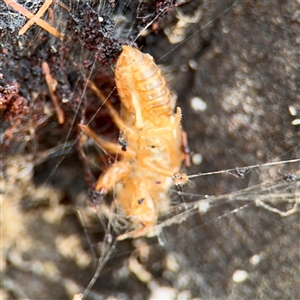 Cicadettini sp. (tribe) at Goulburn, NSW - 19 Jan 2025 02:58 PM