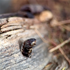 Coleoptera (order) immature at Goulburn, NSW - 19 Jan 2025 by Hejor1