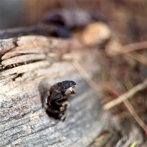 Coleoptera (order) immature at Goulburn, NSW by Hejor1