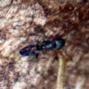 Formicidae (family) at Goulburn, NSW - 19 Jan 2025 02:59 PM