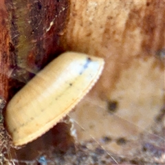 Blattidae sp. (family) (Unidentified blattid cockroach) at Goulburn, NSW - 19 Jan 2025 by Hejor1