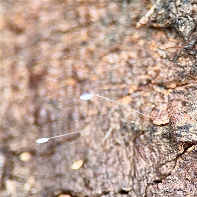 Neuroptera (order) (Unidentified lacewing) at Goulburn, NSW - 19 Jan 2025 by Hejor1