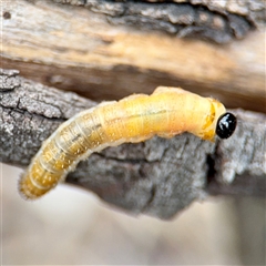 Perginae sp. (subfamily) (Unidentified pergine sawfly) at Goulburn, NSW - 19 Jan 2025 by Hejor1