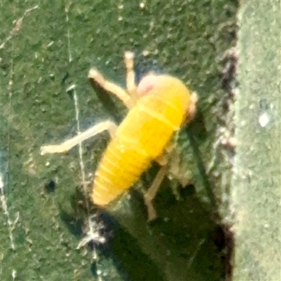 Cicadellidae (family) (Unidentified leafhopper) at Goulburn, NSW - 19 Jan 2025 by Hejor1