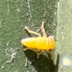 Cicadellidae (family) at Goulburn, NSW - 19 Jan 2025 03:04 PM