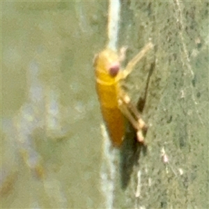 Cicadellidae (family) at Goulburn, NSW - 19 Jan 2025 03:04 PM