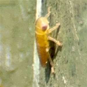 Cicadellidae (family) at Goulburn, NSW - 19 Jan 2025 03:04 PM