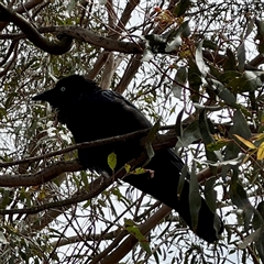 Corvus mellori (Little Raven) at Goulburn, NSW - 19 Jan 2025 by Hejor1