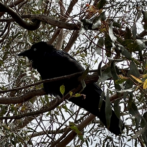 Corvus coronoides at Goulburn, NSW by Hejor1