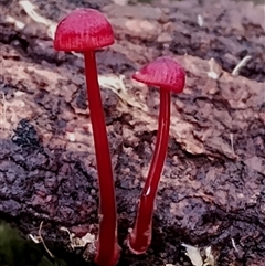 Cruentomycena viscidocruenta (Ruby Mycena) at Bermagui, NSW - 19 Jan 2025 by Teresa