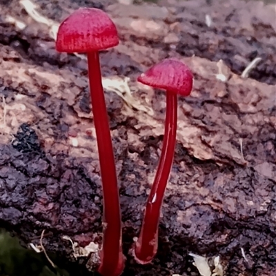 Cruentomycena viscidocruenta (Ruby Mycena) at Bermagui, NSW - 19 Jan 2025 by Teresa