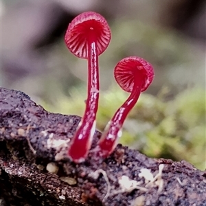 Cruentomycena viscidocruenta at Bermagui, NSW - 19 Jan 2025 11:51 AM